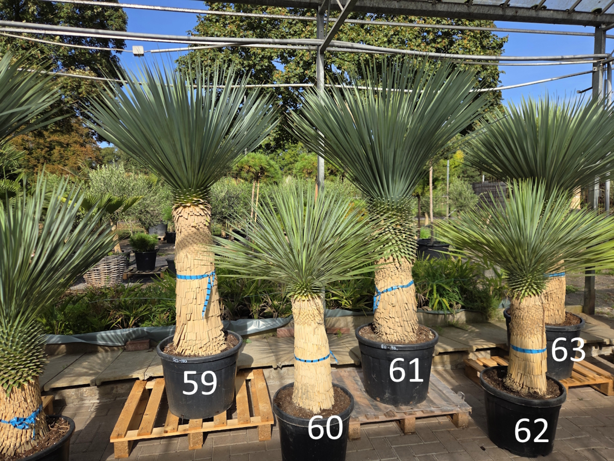 Preview: Yucca Rostrata 160 cm - genau den im Bild mit der Nr.60